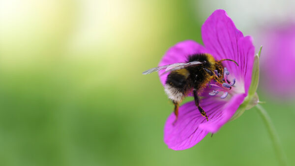 Sports Direct The Bumblebee Conservation Trust