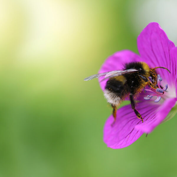 Sports Direct The Bumblebee Conservation Trust