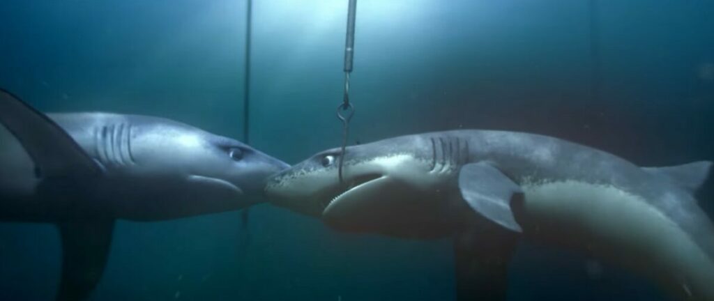 greenpeace the lonely shark