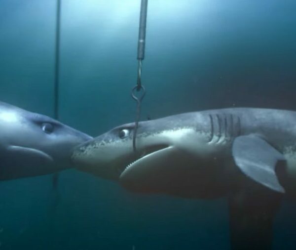 greenpeace the lonely shark