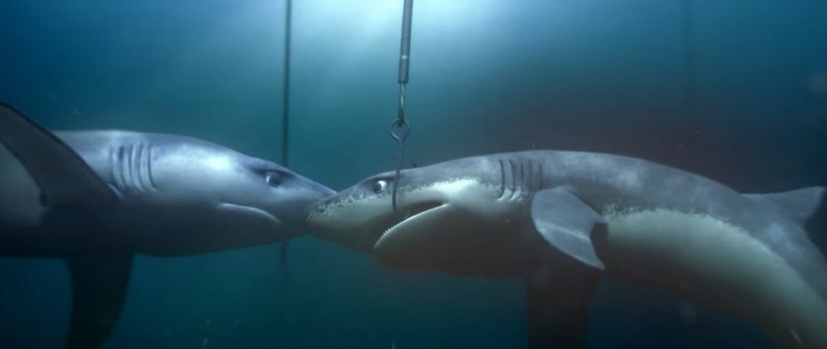 greenpeace the lonely shark