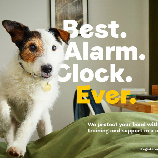 dogs trust