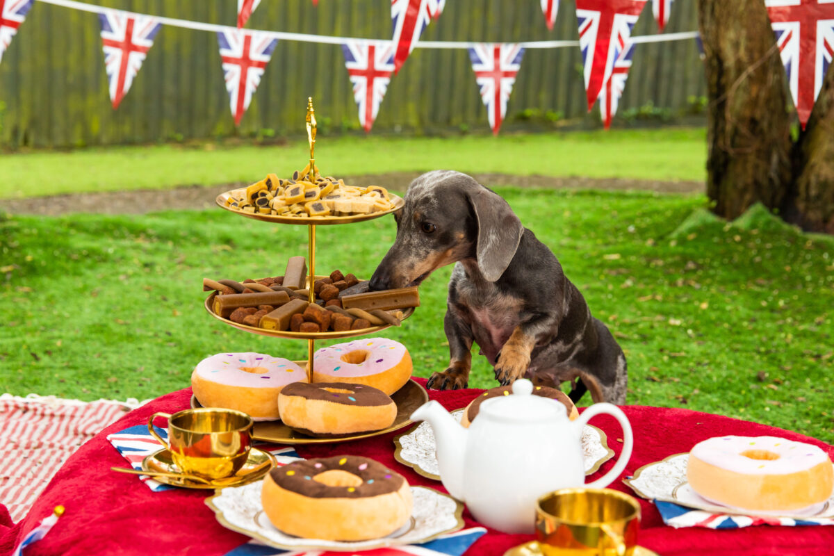 animal adoption coronation