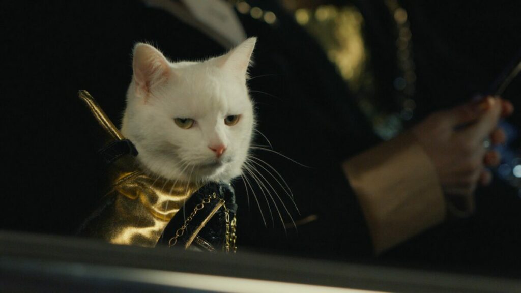 Cool, fussy and allergy-inducing cats ... MB rounds up five of the best meow-keting and puur-motion campaigns from pet brands and charities alike.