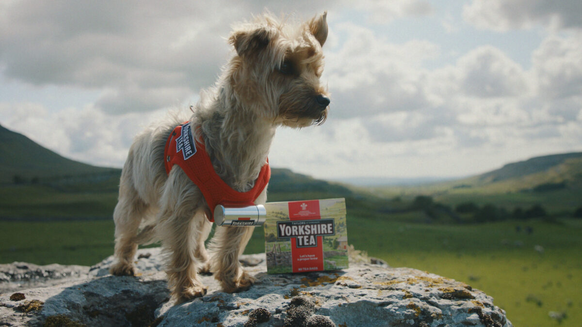 Lucky General is celebrating national Yorkshire Day with a heart-warming film depicting Yorkshire Tea's newest hero, a Yorkie dog named Archie, depicted here.