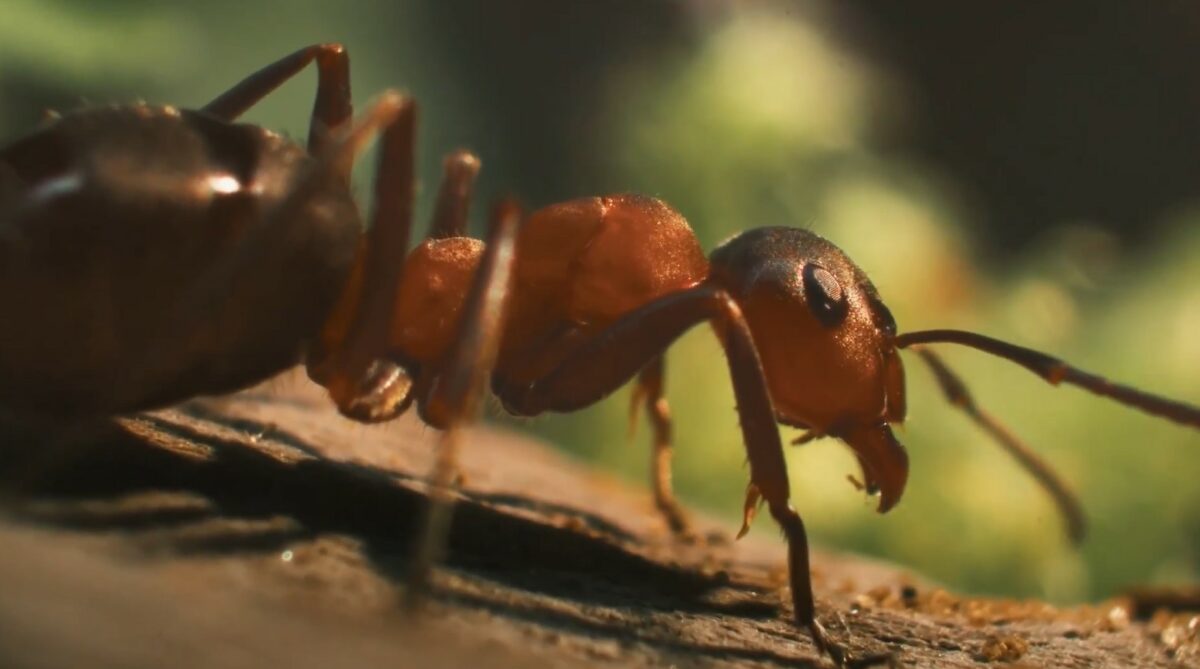 BMW has partnered with National Parks with adverts showing the lasting impact of local initiatives while enhancing EV charging infrastructure, depicting an ant here