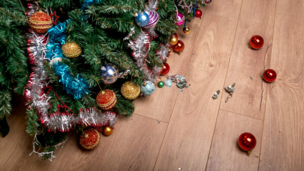 Fallen Christmas tree, illustrating how Brits are 'over' Christmas advertising as early as 27 November.