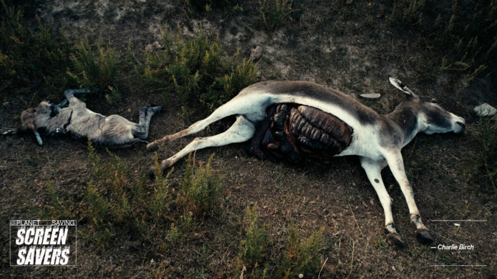 Two dead donkeys, one is a parent the other a kid donkey, image credit Charlie Birch. Created by TheOr for Friends of the Earth and coinciding with COP28, part of a series of images that aim to encourage people to switch off their screens when not in use.
