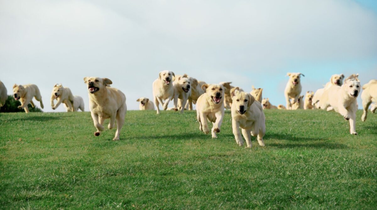 Tails.com has unveiled a new brand platform, illustrating how our canine friends are' never average' through a colourful new campaign.