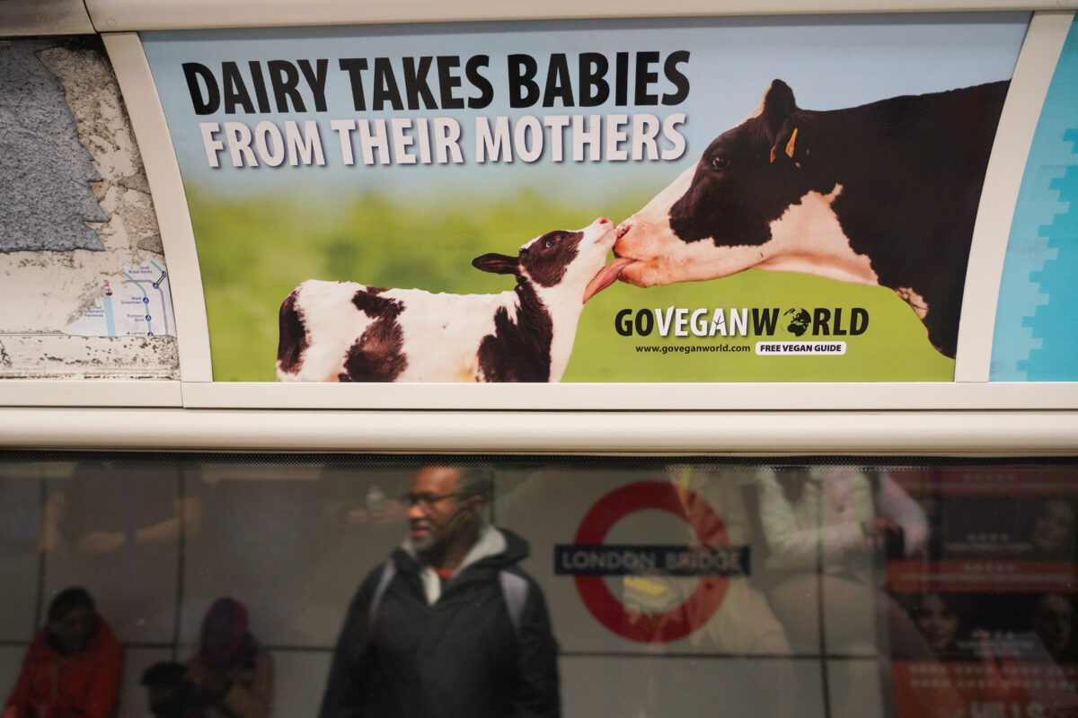 Controversial new Go Vegan ad featuring the slogan "Dairy takes babies from mothers" has been placed in strategic locations around the country.