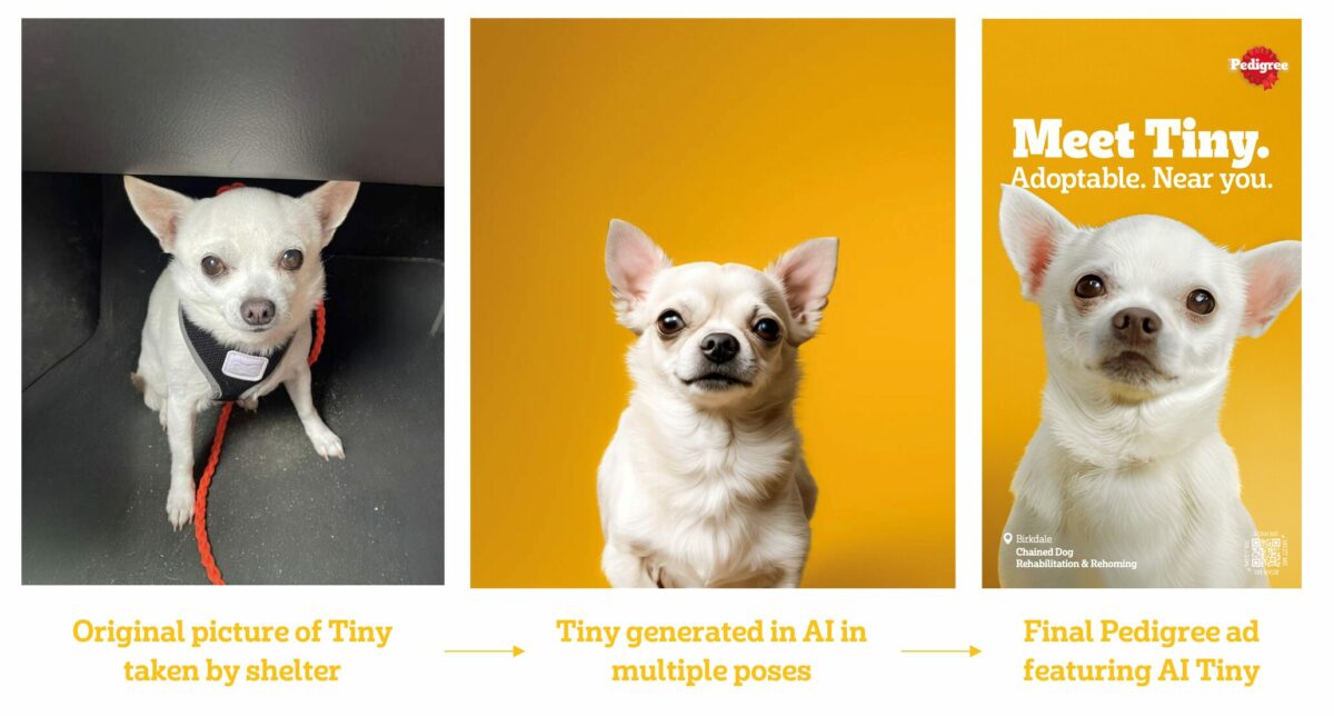 The image shows the original photograph of Tiny, then shows the image switched by AI to show different features, be shown in different poses, and add different text. In the first image Tiny is on a lead and in a darkened room, in the next one Tiny is against a brighter orange background with his ears more pricked up and the final is altered again to add a further cuteness factor, also with the text "Meet Tiny. Adoptable Near Yo". All in order to raise awareness of pet adoption.