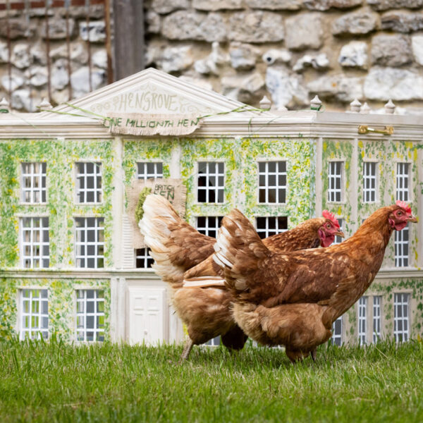 Henrietta and friend in front of a mock Highgrove set on a lush green patch of grass. A new British Hen Welfare Trust celebrates a hen named Henrietta's adoption by His Majesty The King as part of its efforts to improve hen welfare.