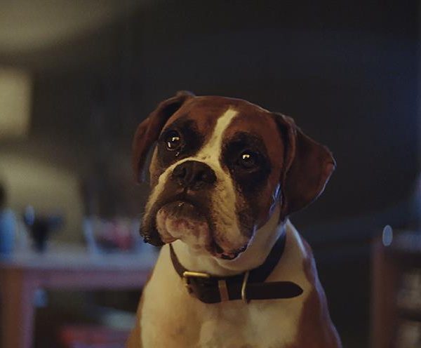Buster the Boxer, John Lewis’s 2016 advert received the lowest neutrality score in a 'Test-Your-Ad' retest of John Lewis Christmas offerings.