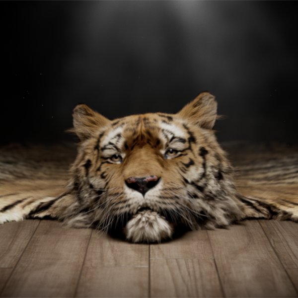 Save Wild Tigers has unveiled a powerful new campaign featuring Hollywood stalwart Ray Winstone to fight the global poaching crisis.