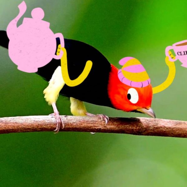 Beverage brand Clipper Teas “reconnects customers with nature” in its new campaign.