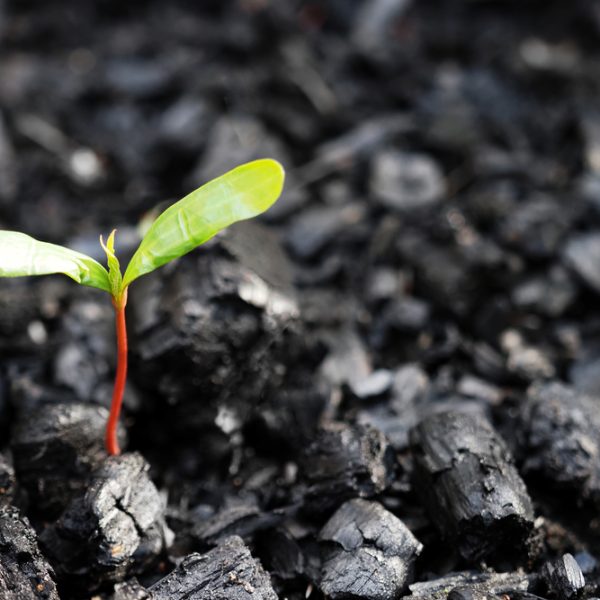 UK marketing budgets have grown once again following their worrying period of stasis in Q3 2024 following uncertainty around Labour's budget.