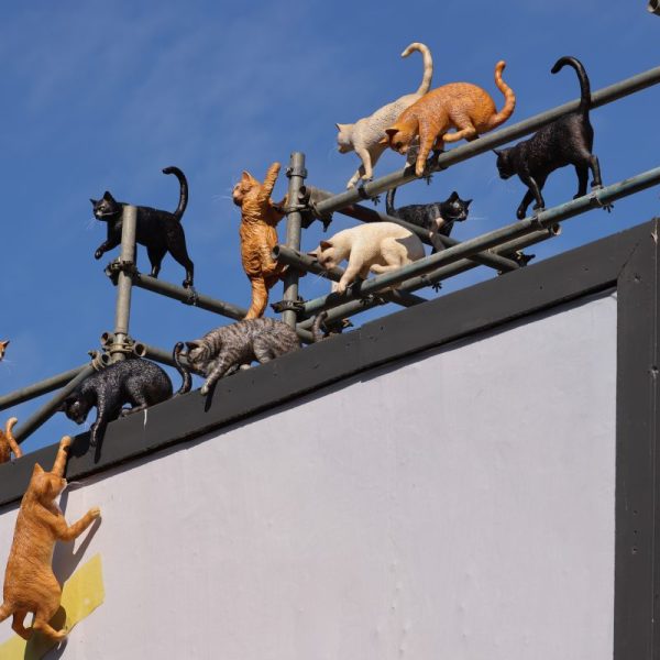 Mars-owned cat treat brand Dreamies has unveiled a new campaign aimed at positioning its treats a the "ultimate treat for cats".