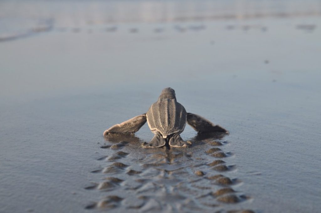 Digital out-of-home media owner Ocean Outdoor has donated part of its 2024 revenue to four marine-based projects as part of its efforts to protect the environment.