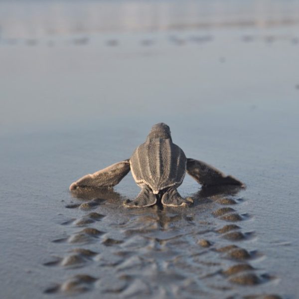 Digital out-of-home media owner Ocean Outdoor has donated part of its 2024 revenue to four marine-based projects as part of its efforts to protect the environment.