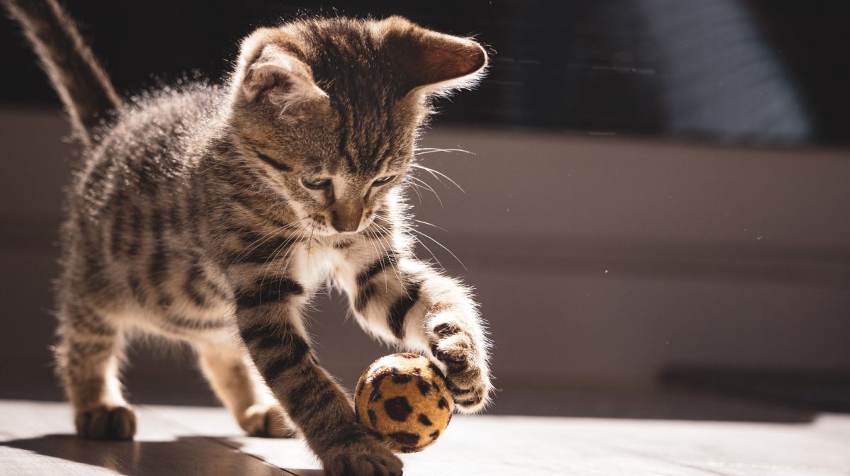 Spring is upon us once again. The cherry blossoms are blooming, the daffodils have sprung, and adorable baby animals begin to emerge.