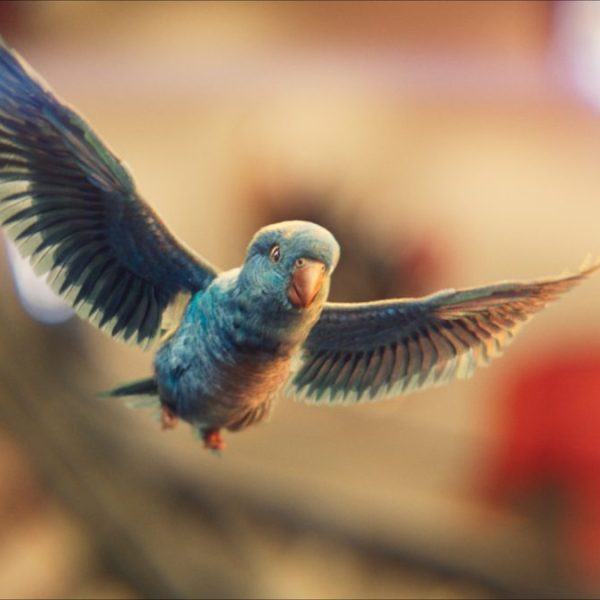 Outdoor clothing, footwear and equipment retailer Go Outdoors has launched a new TV advert starring Billy the Parakeet.