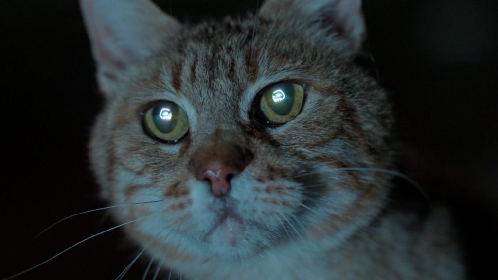 Ford has unveiled a "high-energy" campaign for its electric vehicle, Puma Gen E.