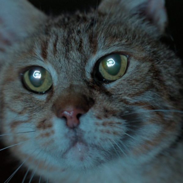 Ford has unveiled a "high-energy" campaign for its electric vehicle, Puma Gen E.